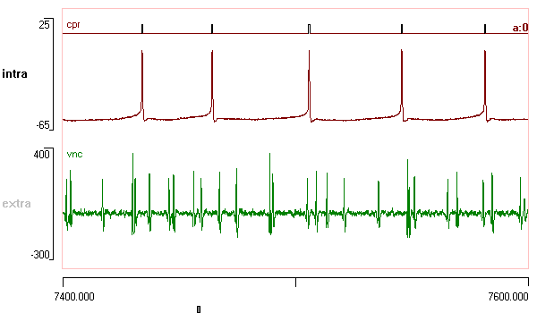 correlated intra and extracellular recording